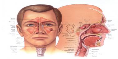 Burun Anatomisi